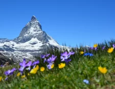 Matterhorn und bunte Alpenblumen an einem klaren Sommertag, Motiv zum Gourmet-Classics-Angebot am Hotel Bellerive Zermatt.